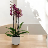 Cache-pot Sculptural - Bellafleur France